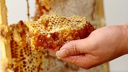 什么是成熟蜜？野生蜂蜜都是成熟蜜吗？