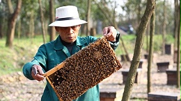 成熟蜂蜜的采收过程
