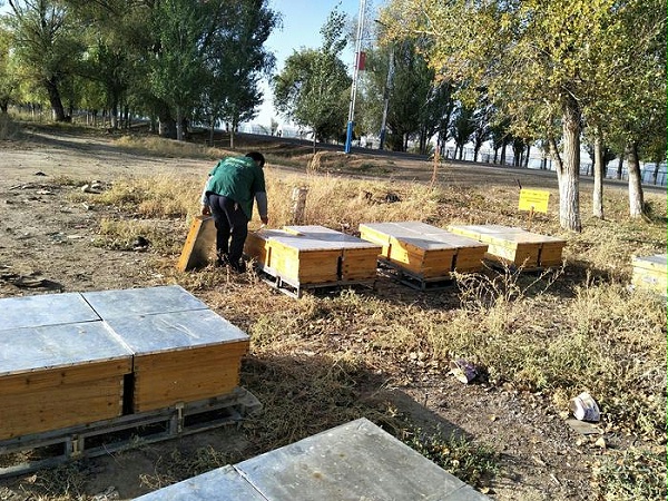 蜂场每年有大量的蜂花粉
