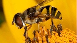 什么是蜂花粉？什么是松花粉？蜂花粉、松花粉的形成有什么区别？