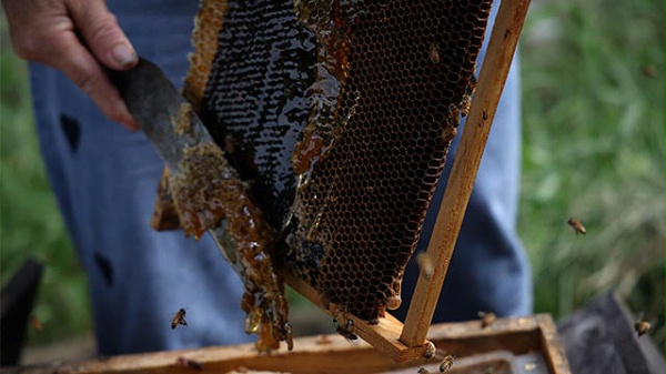 药品原料蜂蜜被广泛运用到药品当中有何依据？