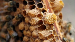 意蜂是产蜂胶主要群体