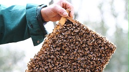 花蜜是怎么转变为蜂蜜的？有哪些酿造过程？