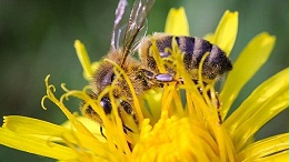 什么是蜜源植物？花蜜是如何形成的？