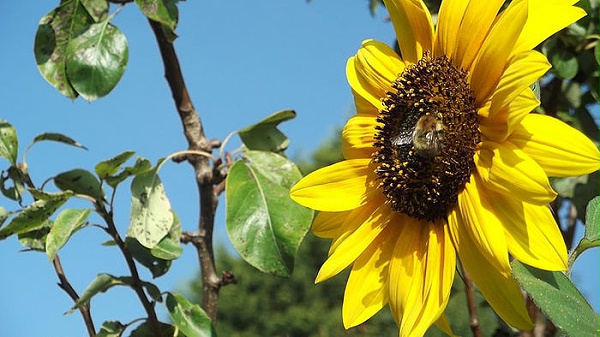 花粉和花蜜都是蜜蜂的主要饲料来源