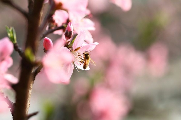 蜂蜜的性质与蜜源有关
