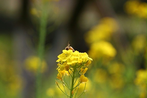 花粉过敏不要吃巢蜜