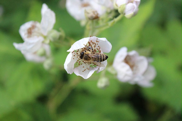 蜂蜜采集蜂花粉