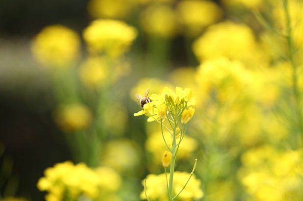 蜜蜂采油菜花粉