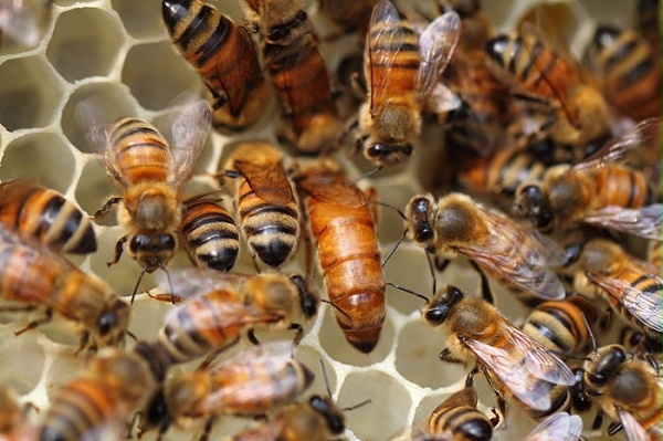 抗菌作用与蜜蜂分泌酶有关