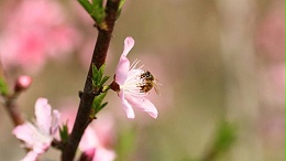 采集蜂采到的花蜜是蜂蜜的原料